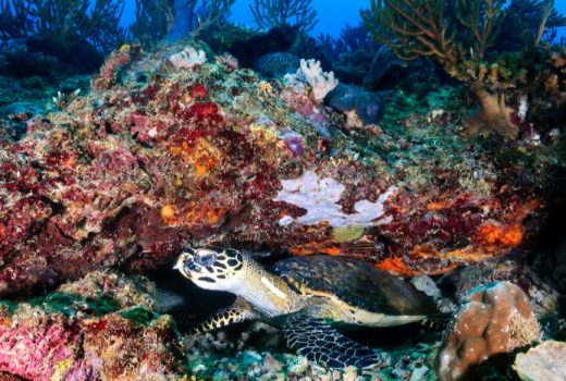 Seychelles Diving