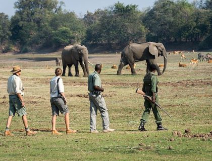 Zambia walking safaris