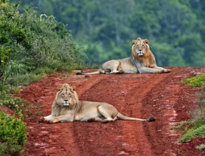 Addo Park Riverbend lions