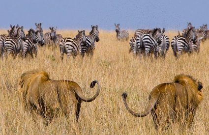 How much does a Kenya safari cost in 2026?