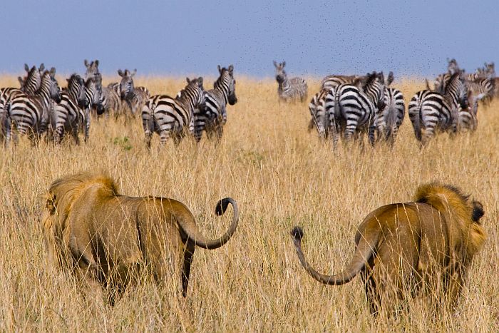 How much does a Kenya safari cost in 2026?