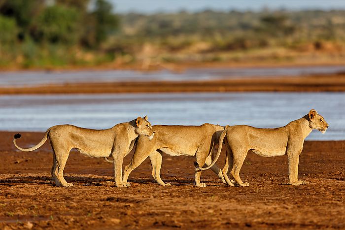 Kenya Samburu lions lake-SS-700