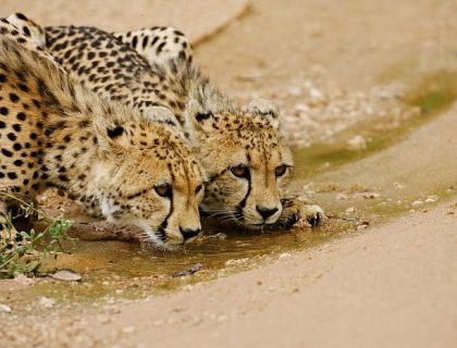 Cheetah drinking in Thornybush, Greater Kruger Park