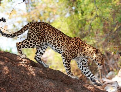 Botswana Safaris