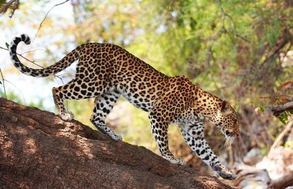 10 Reasons to visit Botswana, one of Africa’s great safari destinations