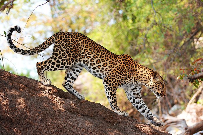 10 Reasons to visit Botswana, one of Africa’s great safari destinations