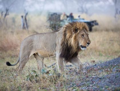 Botswana Safaris