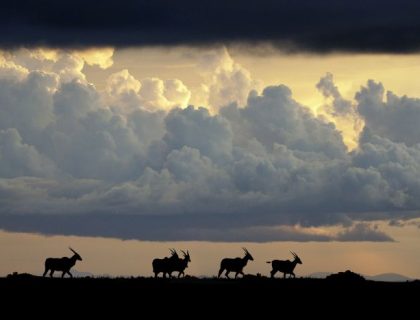 Nyika-Plateau-Malawi-Safari-roan-sunset