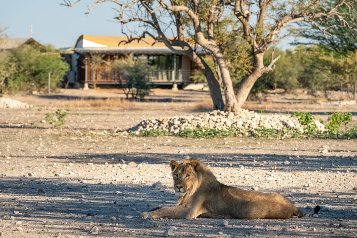 Cedarberg Travel | Andersson's @ Ongava