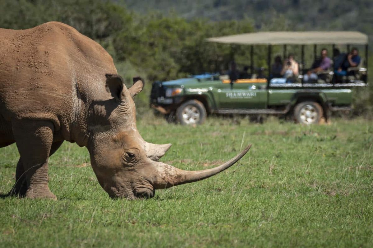 Cedarberg Travel | Long Lee at Shamwari Game Reserve