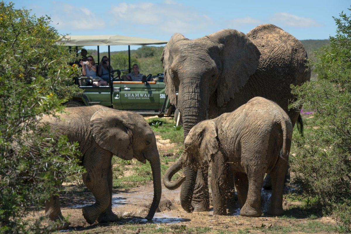 Cedarberg Travel | Long Lee at Shamwari Game Reserve