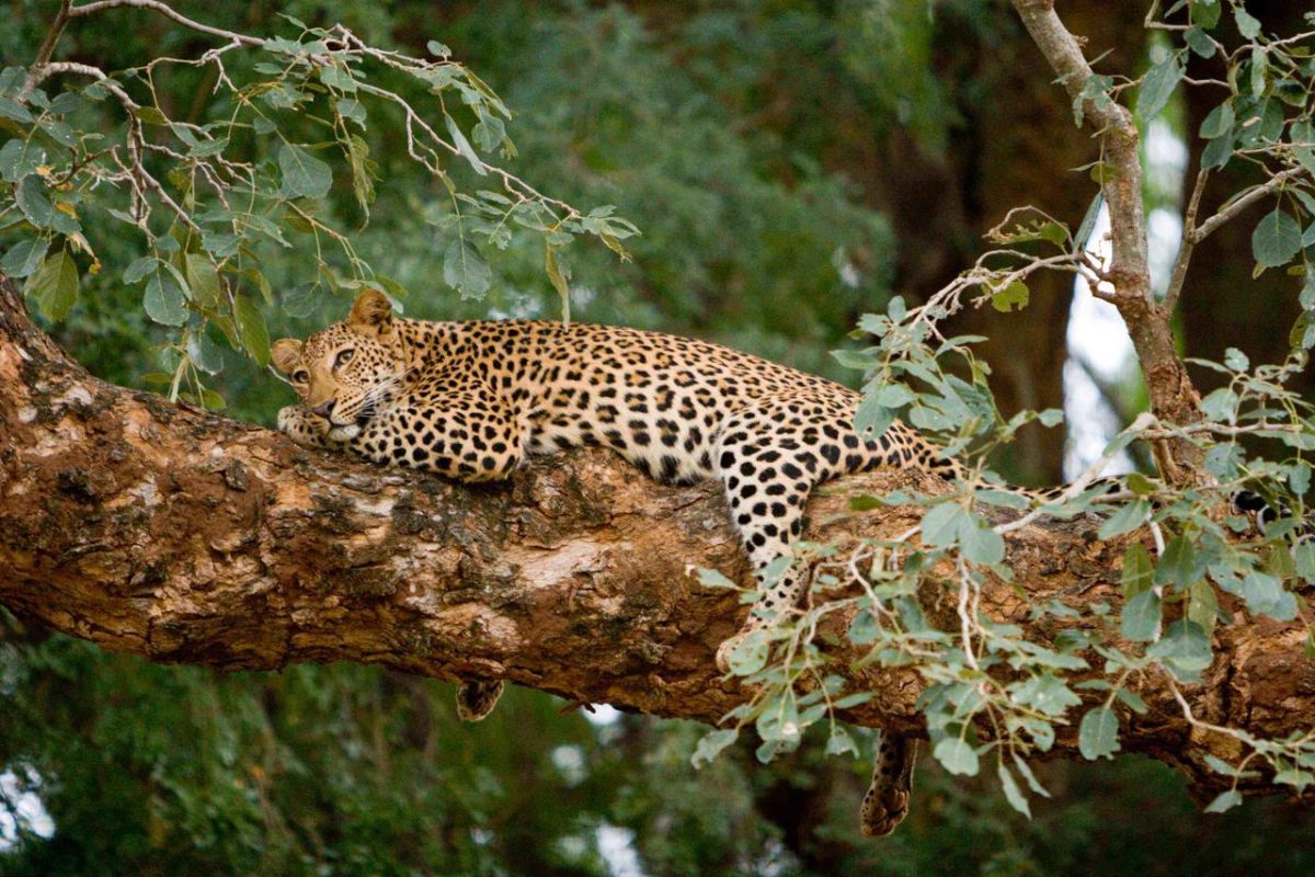 Cedarberg Travel | Pafuri Camp