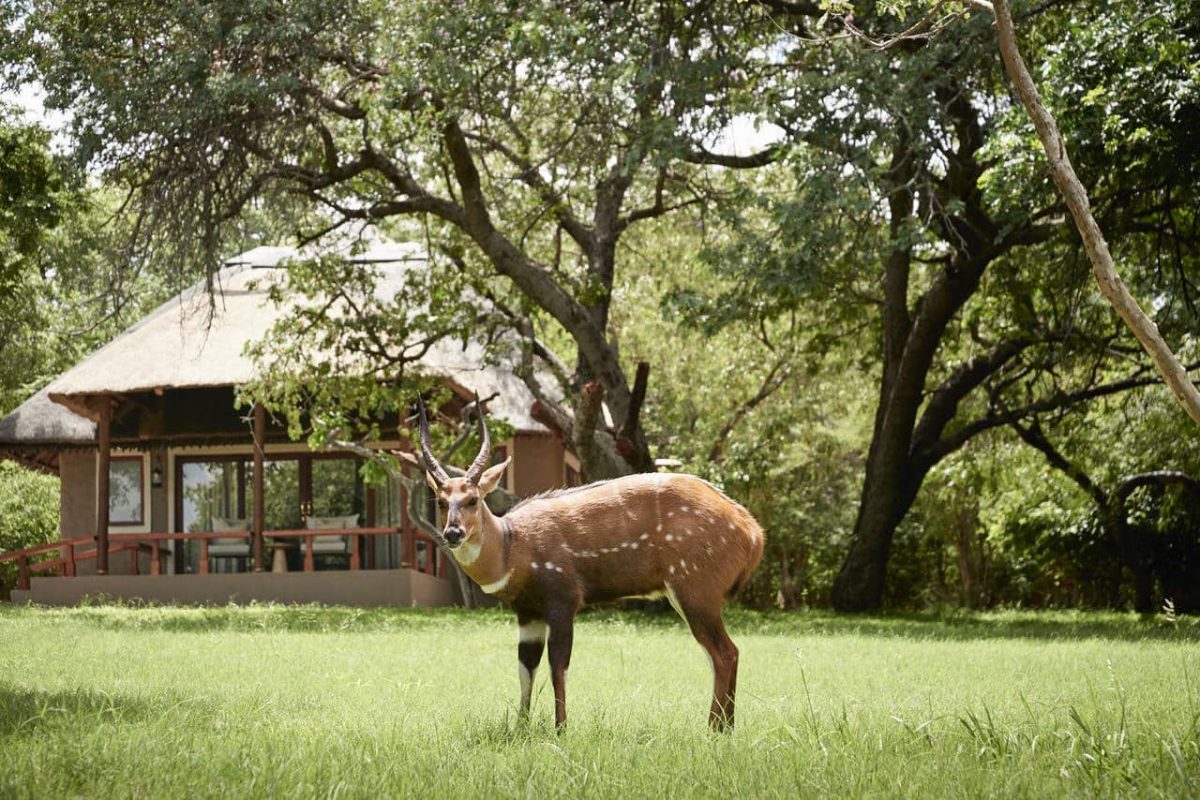 Cedarberg Travel | Sanctuary Chobe Chilwero Lodge