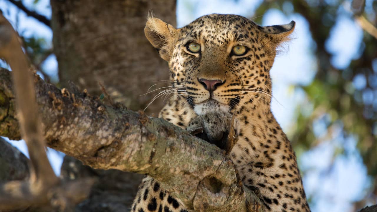 Leopard vs. Cheetah: Do YOU know the difference?