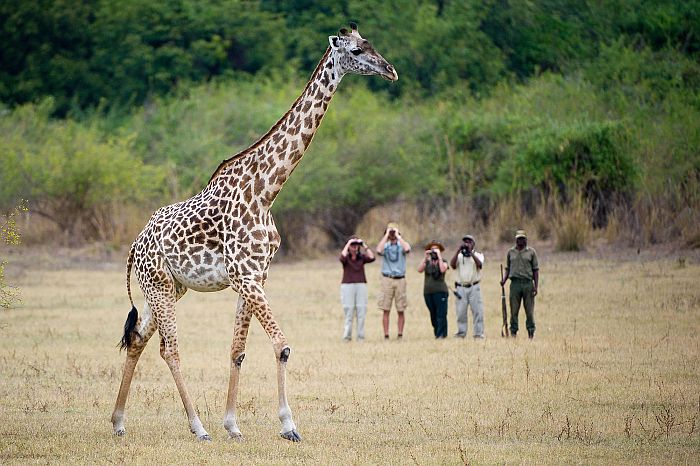 Botswana vs Zambia vs Zimbabwe – which safari destination is best?