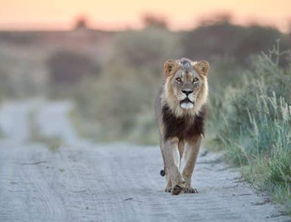 Kgalagadi National Park, male lion on the hunt
