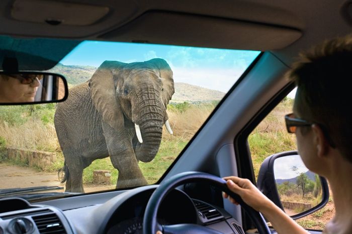 Self-drive holiday in South Africa - in Addo Elephant National Park