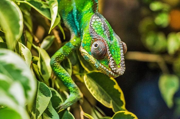Tips to consider when planning your Madagascar Tour