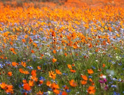 Spring flowers in Namqualand