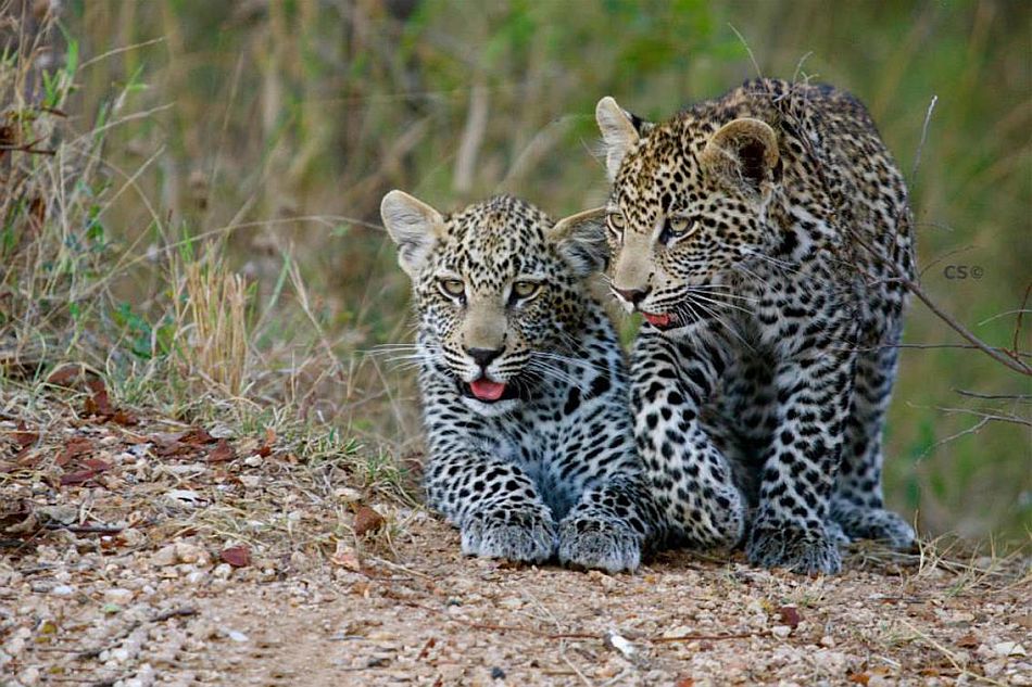 Kruger & Escarpment self-drive, Simbavati leopard cubs