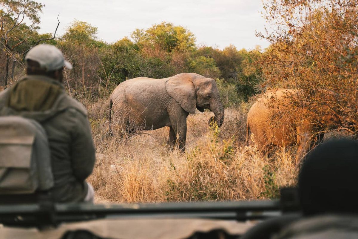 Cedarberg Travel | Simbavati Hilltop Lodge