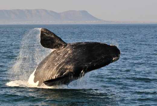 Hermanus & Route 62