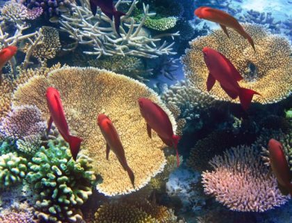 Indian Ocean driving - beaches & dive spots