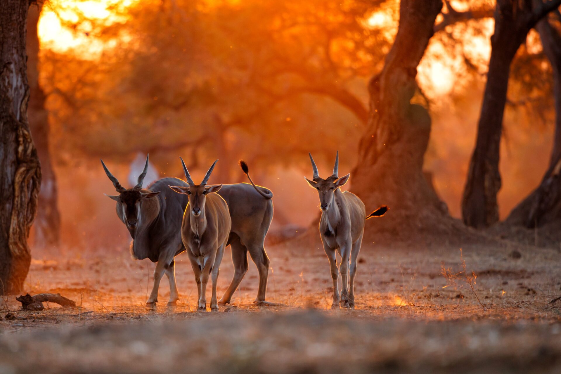Mana Pools versus Lower Zambezi: A Comparison