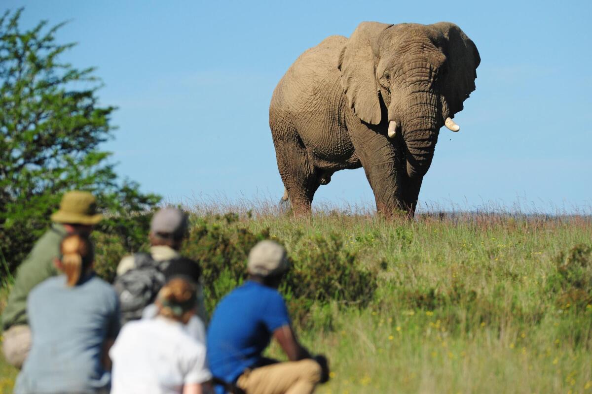 Cedarberg Travel | Sindile at Shamwari Private Game Reserve