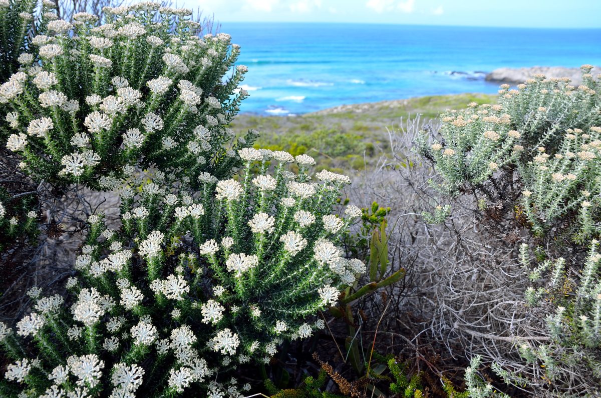 Cedarberg Travel | Kogelberg Camino Slackpacking Trail