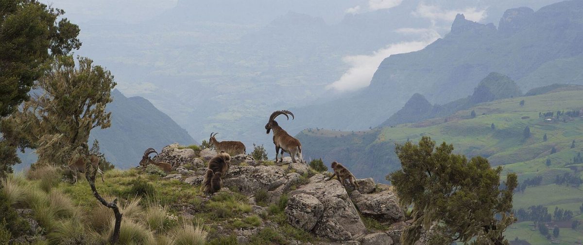 Cedarberg Travel | Historical Attractions of Northern Ethiopia