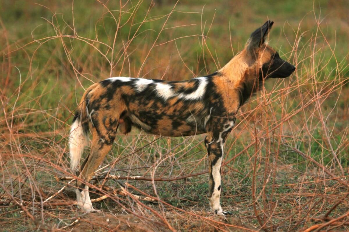 Cedarberg Travel | Ingwe Pan Camp