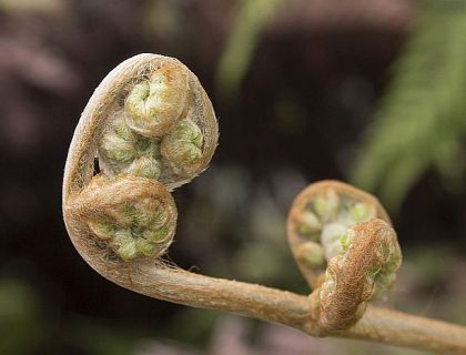 Saint helena flora