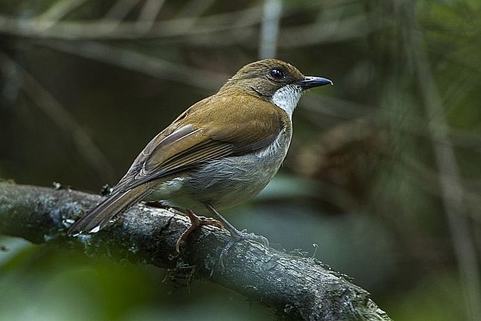 Cholo Alethe - courtesy of Wikipedia multimedia commons - photo by Francesco Varenesi, birding in Malawi