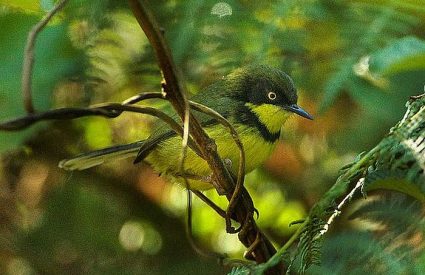 Birding in Malawi