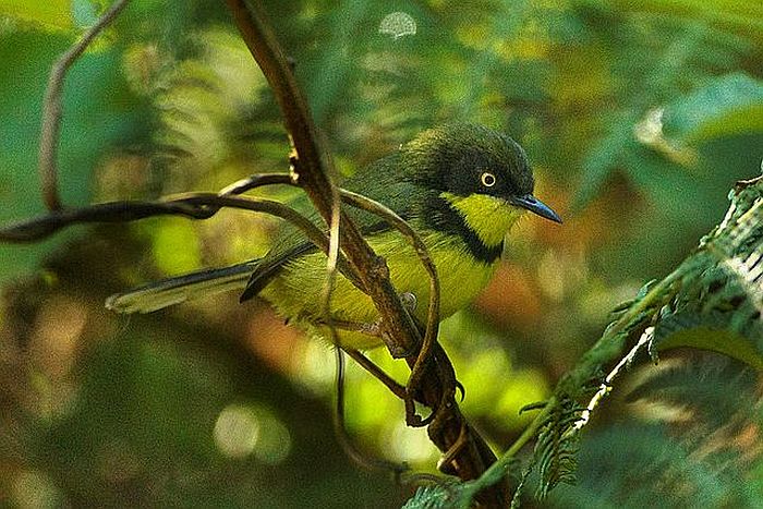 Birding in Malawi