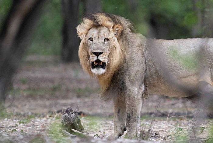Lion in Liwonde National Park