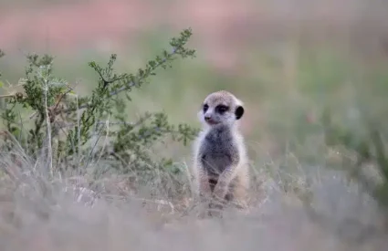 Best Places to see Meerkats in Southern Africa