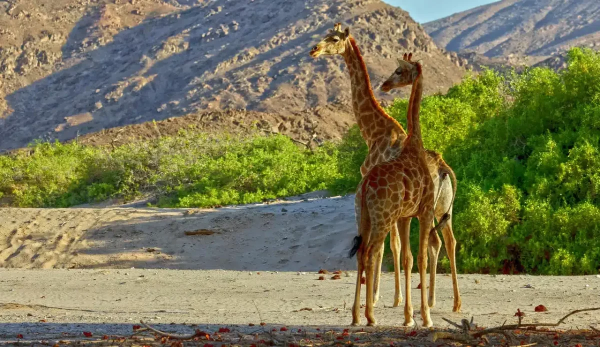 Cedarberg Travel | Namibia Fly-In with Skeleton Coast