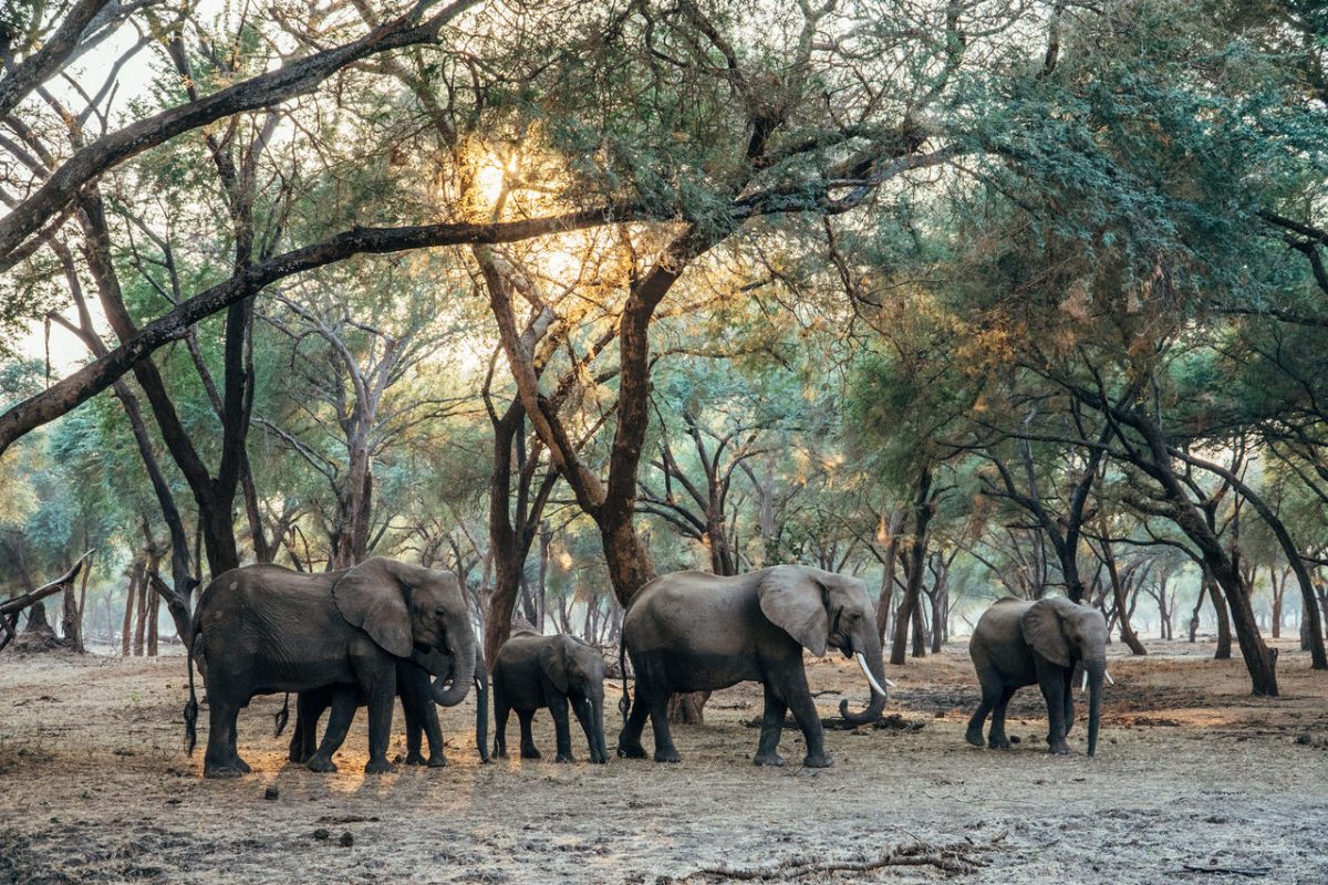 Cedarberg Travel | Anabezi Luxury Tented Camp