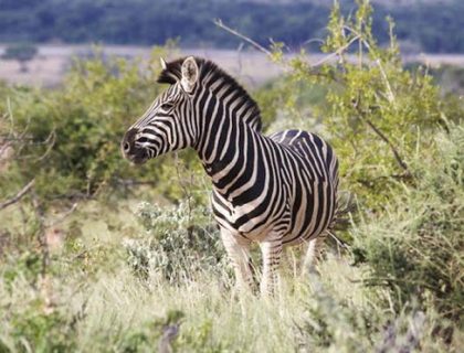 Zebra in Mapungubwe National Park