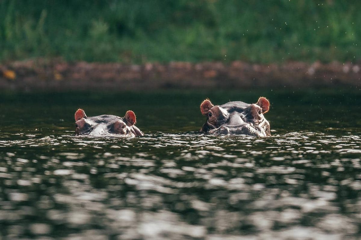 Cedarberg Travel | Rubondo Island Camp