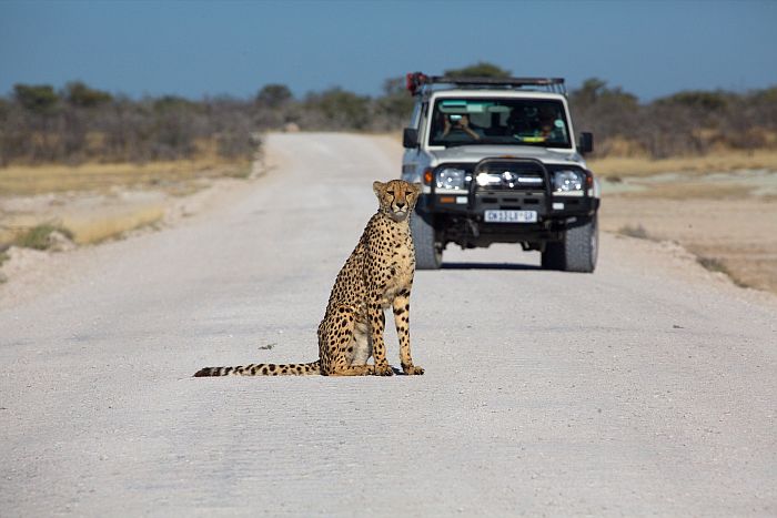 Self-drive holidays in Namibia - cheetah in Etosha National Park