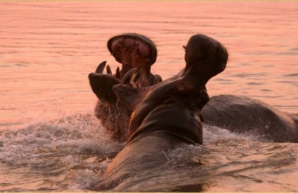 Top African Safari Countries: Our Guide to How to Choose
