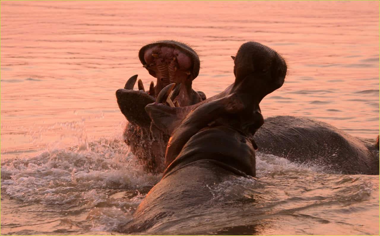 Top African Safari Countries: Our Guide to How to Choose