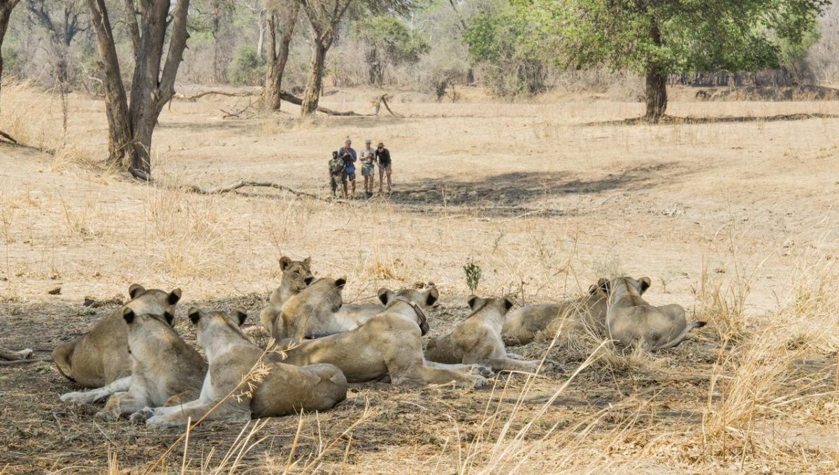 Cedarberg Travel | Kaingo Camp