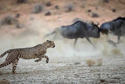 Wildlife Safaris