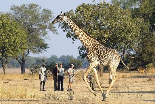 Walking Holidays and Safaris
