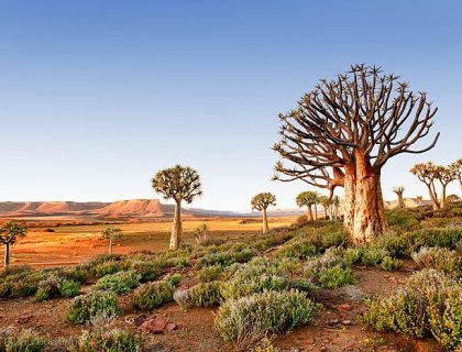 Kalahari Desert Kokerboom, Nieuwoudtville Kokerboom (Quiver Trees) glow in the soft light as the sun dips over the arid Bokkeveld of the Northern Cape.