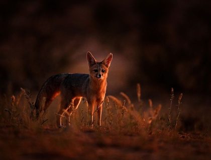 Kgalagadi National Park, cape fox